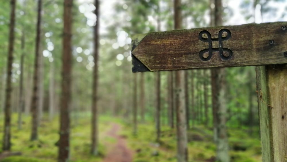 Wood sign and track in forest. Photo.