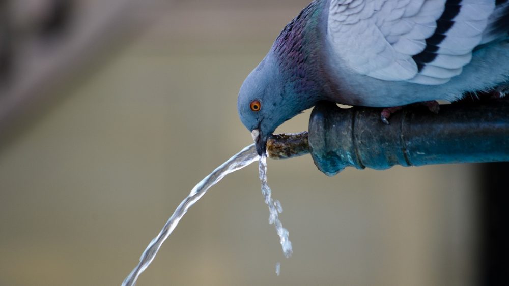 Pigeon drinking water from tap. Photo.