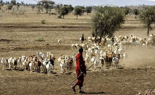 Pastoralists in Kenya with goates. Photo.
