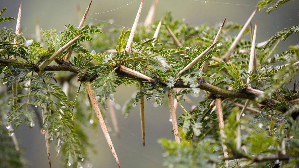 Close-up of Kenyan tree branch with thorns. Photo.