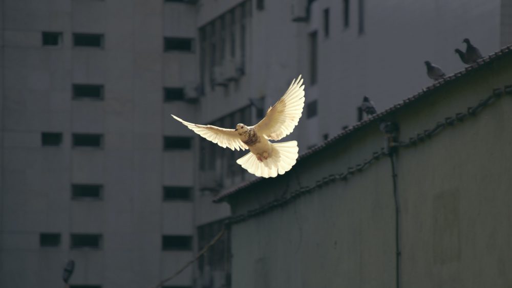 White dove flying in front of high-rise building. Photo.