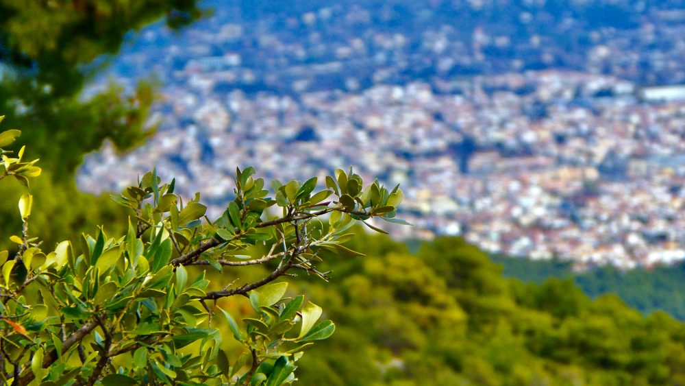 Olive tree with city in longshot background. Photo.