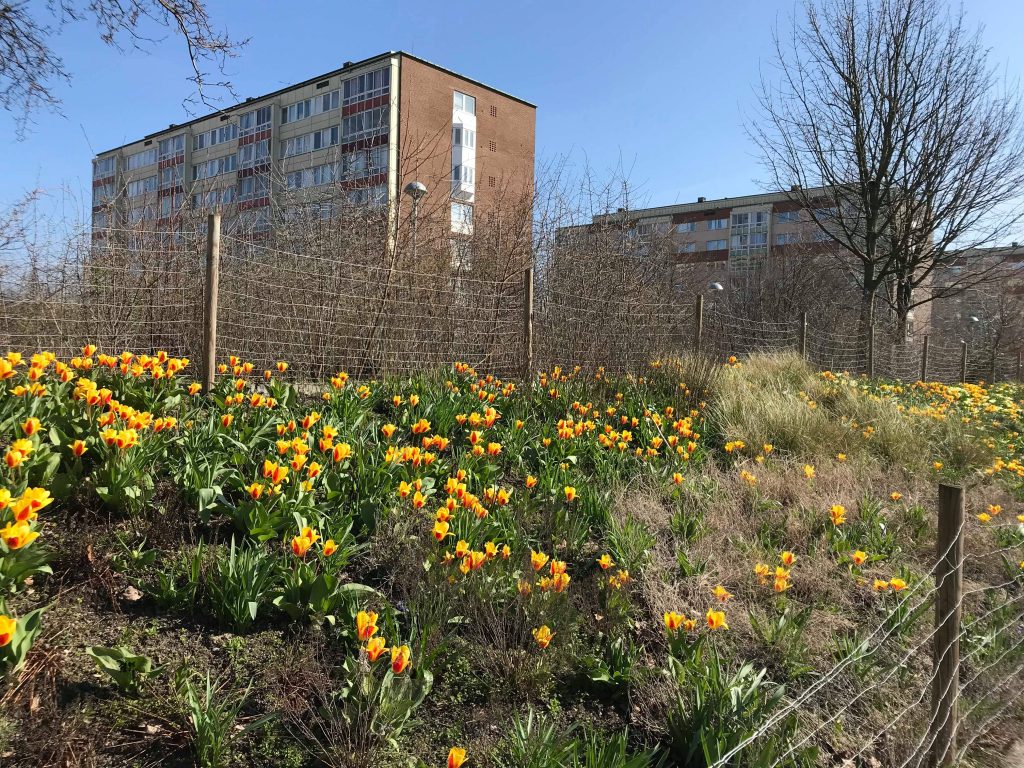 Blomsterplantering i bostadsområde. Foto.